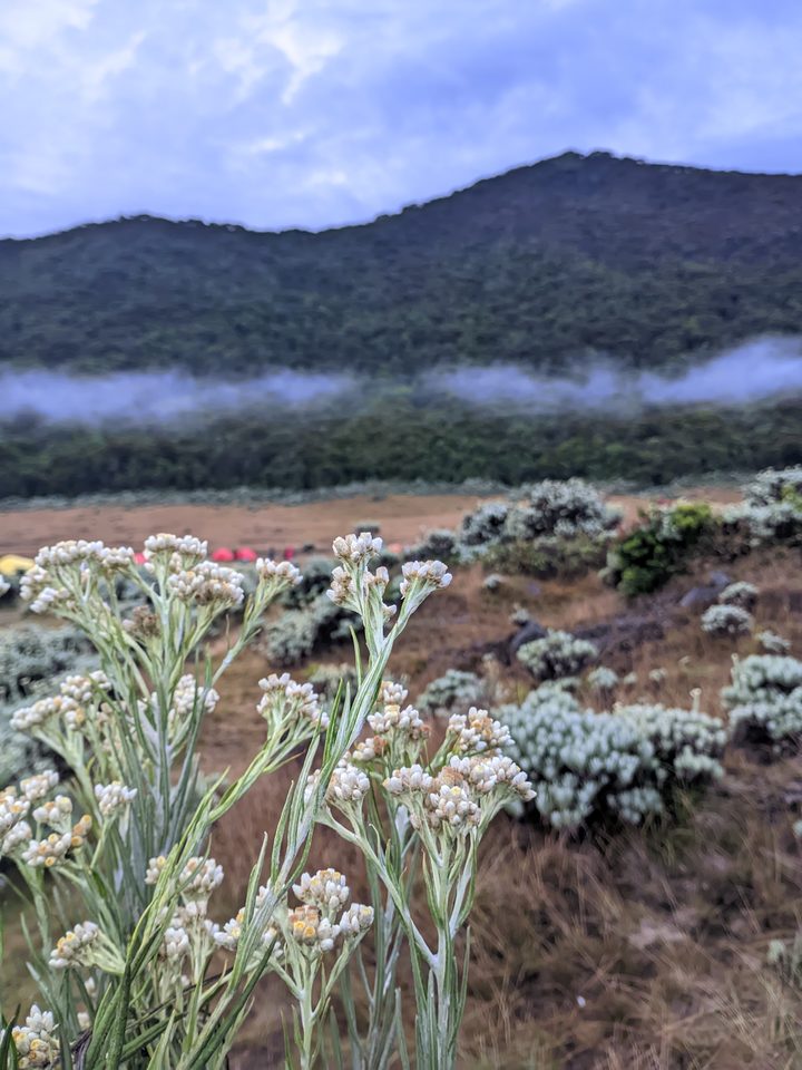 Edelweis di Lembah Berkabut